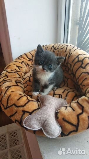 Котята мальчики бесплатно