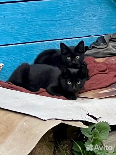 Чёрные котята