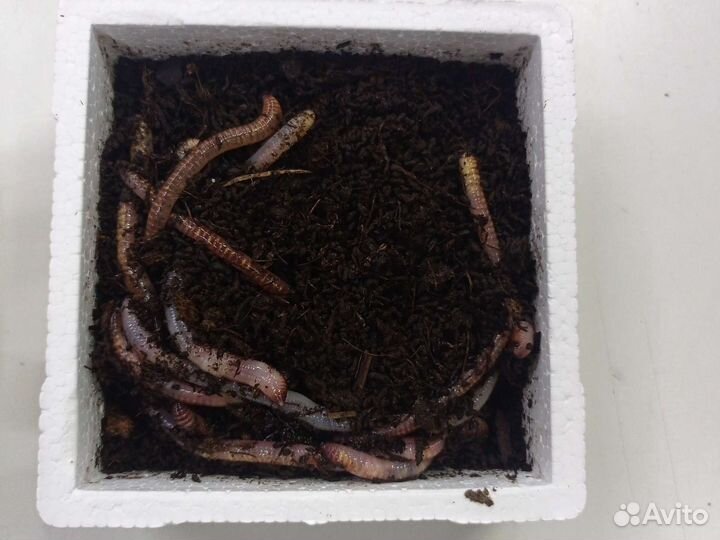 Червь дендробена