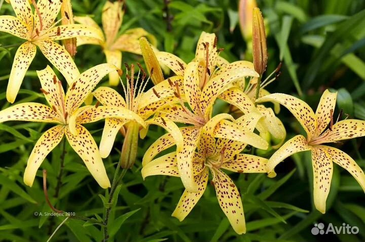 Лилия тигровая и жёлтая