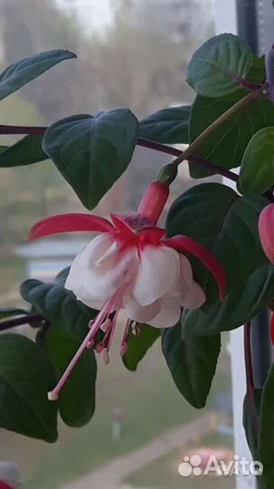 Фуксия сортовая