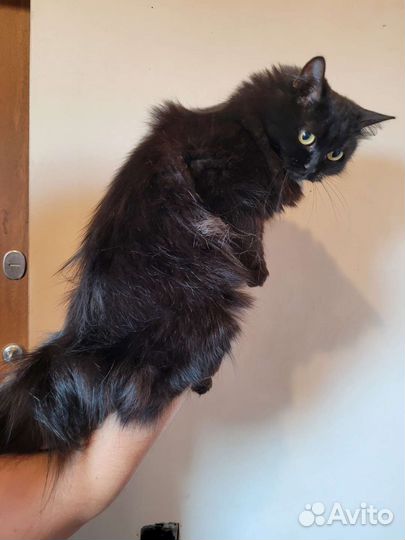 Кошка молодая в добрые руки