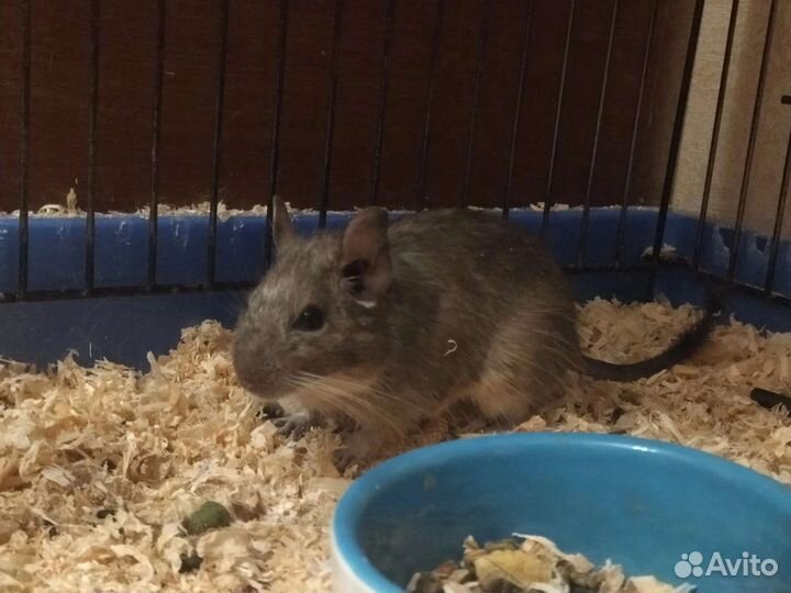 Цветные дегу