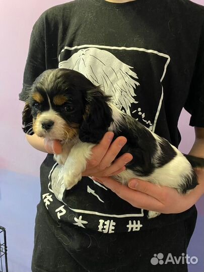 Девочка - припевочка