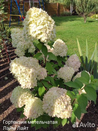 Гортензия метельчатая