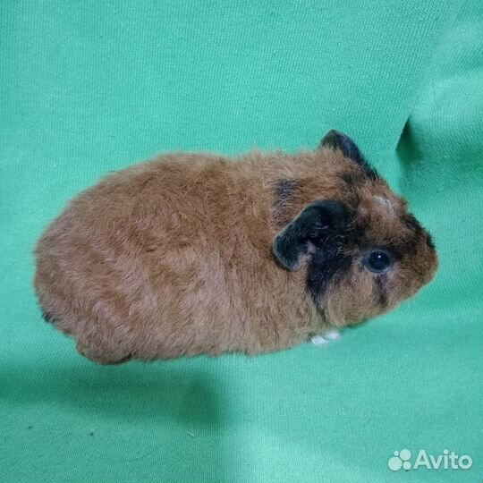 Морские свинки