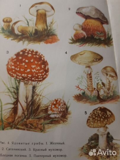 Д.П.Зуев Дары русского леса