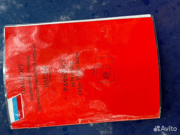 Орловская кобыла