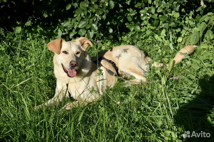 Щенок мальчик Сэм 8 мес ищет семью