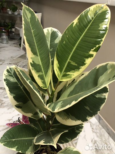 Фикус Эластика Тинеке