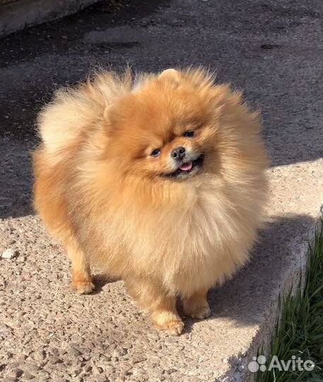 Шпицы мишки