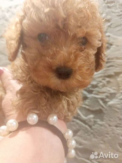 Тикап пудель