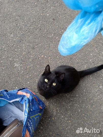 Котята в добрые руки бесплатно