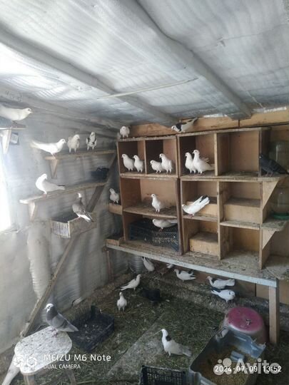 Голубятник