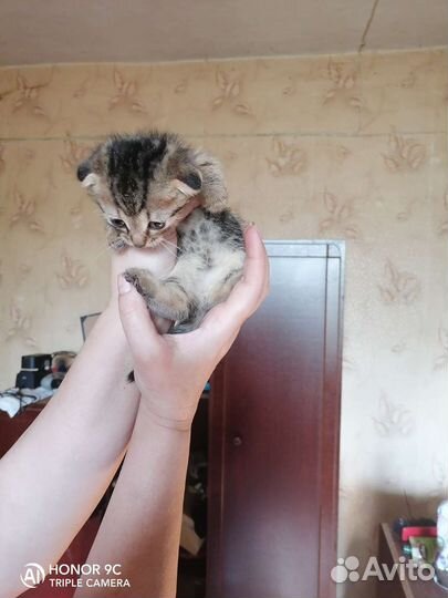 Котята в добрые руки бесплатно