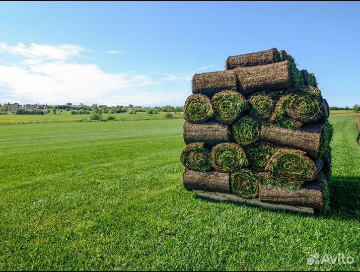Рулонный газон укладка спортивный