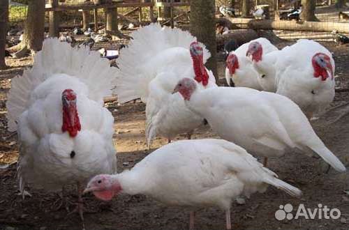 Индюшата биг 6