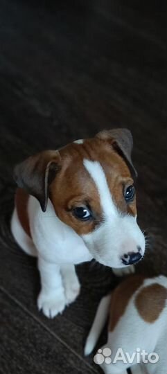 Джек Рассел терьер