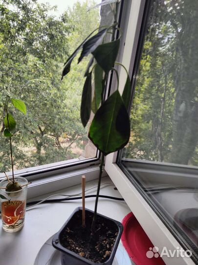 Авокадо растение