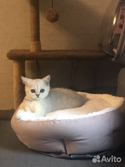 Лежанка мягкая для кошек