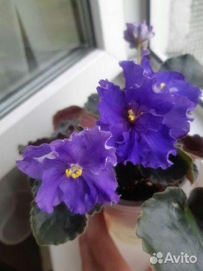 Владимир ек фиалка