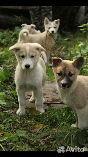 Щенки