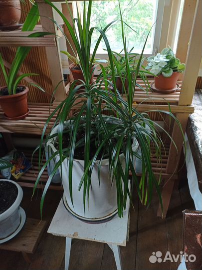 Комнатные растения цветы большие