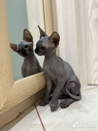 Канадский сфинкс