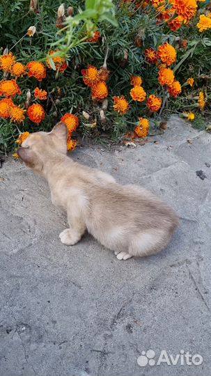 Бурманская девочка