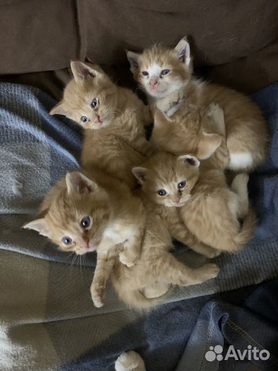 Отдам котят в добрые руки