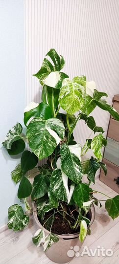 Монстра alba 130 см