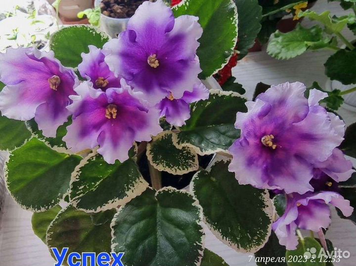 Фиалки цветущие и детки, стартеры