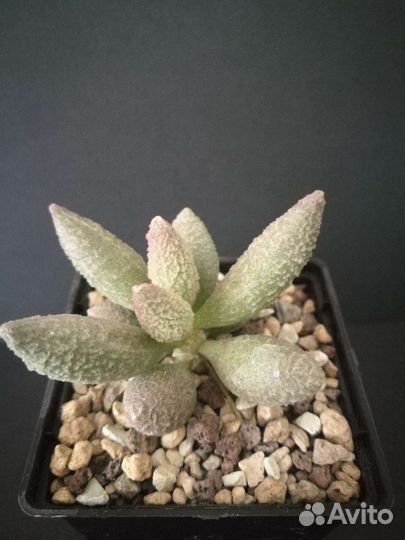 Адромискус, суккуленты