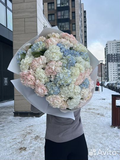 Гортензия 39 шт букет гигант