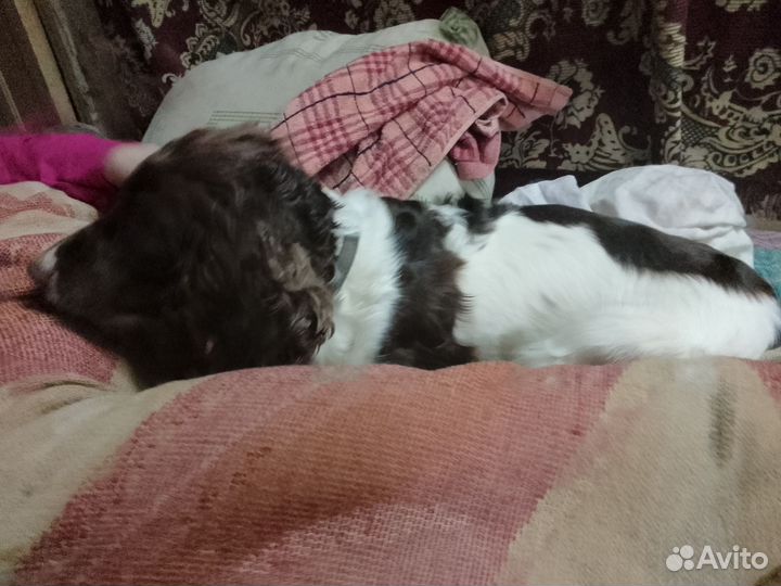 Спаниель русский