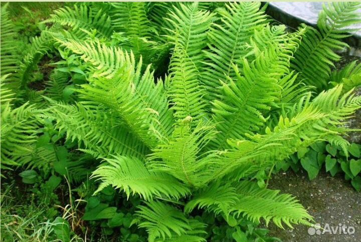 Продам красивейший папоротник страусово перо