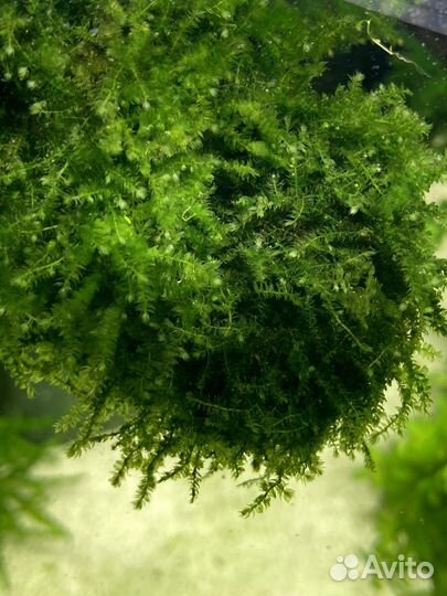 Рождественский мох