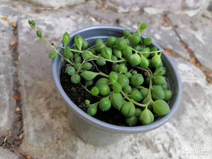 Крестовник Роули