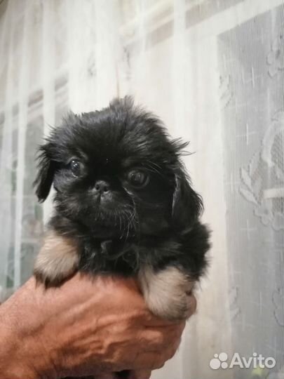 Щенки пекинеса