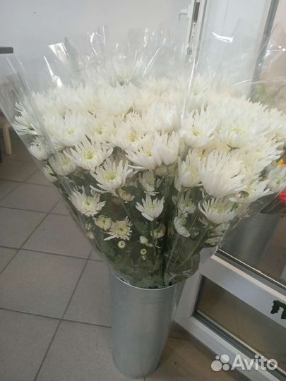 Хризантема кустовая оптом и в розницу