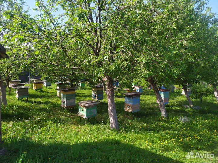 Продам пчелосемьи