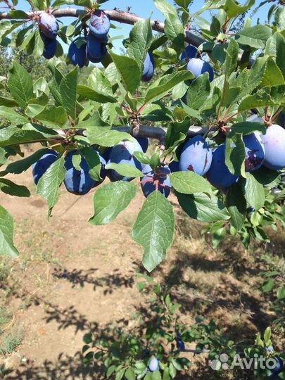 Слива и персик оптом