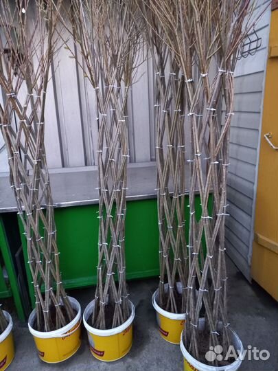 Пальма сибирская из ивы