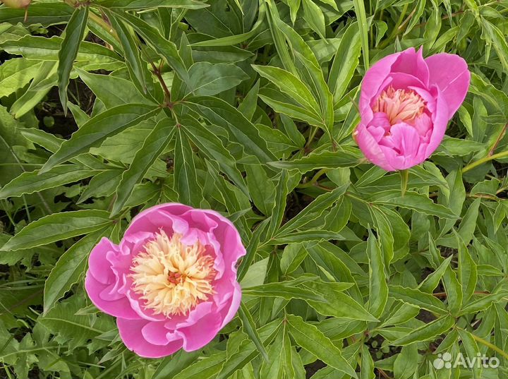 Пионы 2часть многолетники