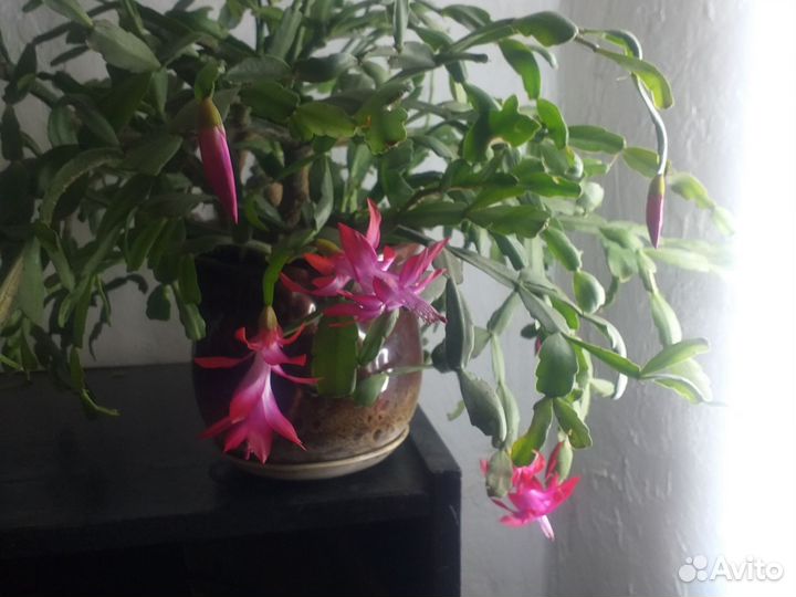 Цветок декабрист в горшке