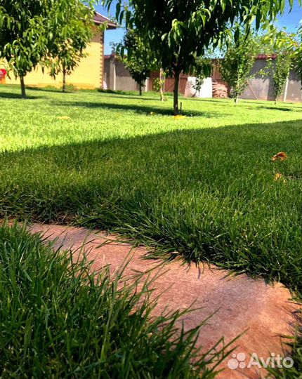 Рулонный газон