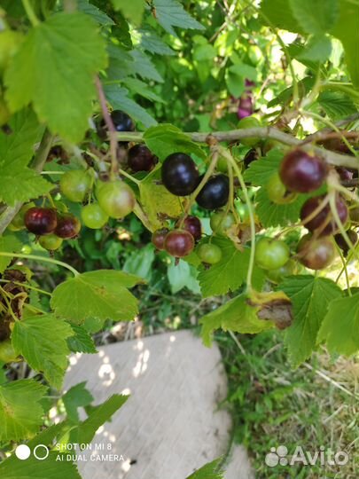 Плодовые кустарники