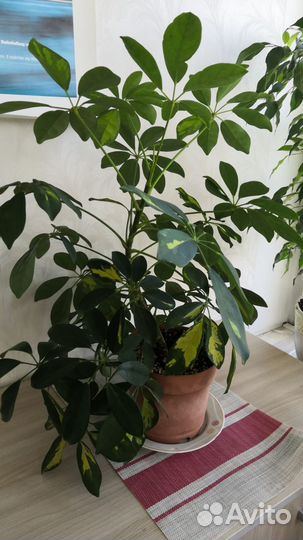 Шеффлера 55см