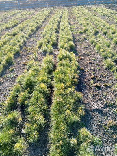 Сеянцы сосны обыкновенной (Pinus sylvestris) 1 кла
