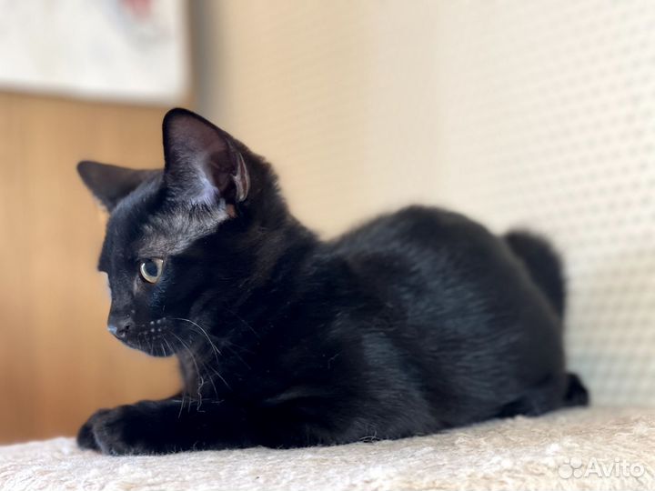 Котик в дар
